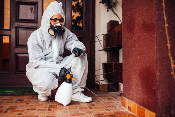 Reliable Wasp Removal contractor in Kensington, CA by Show Me Pest Control